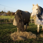 Ponies enjoying the sunshine on a winter's afternoon.