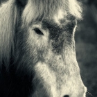 A wide range or residents from eriskay ponies to thoroughbreds.